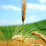 Plantando o trigo