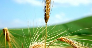Plantando o trigo