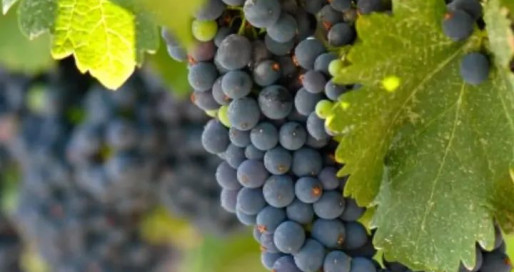 FB_IMG_1747819251895